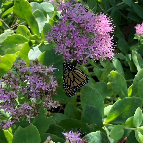 Meet your Posher, Zitta - Picture 1 of 1